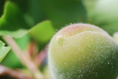 Прикрепленное изображение: 47_abrikos.jpg